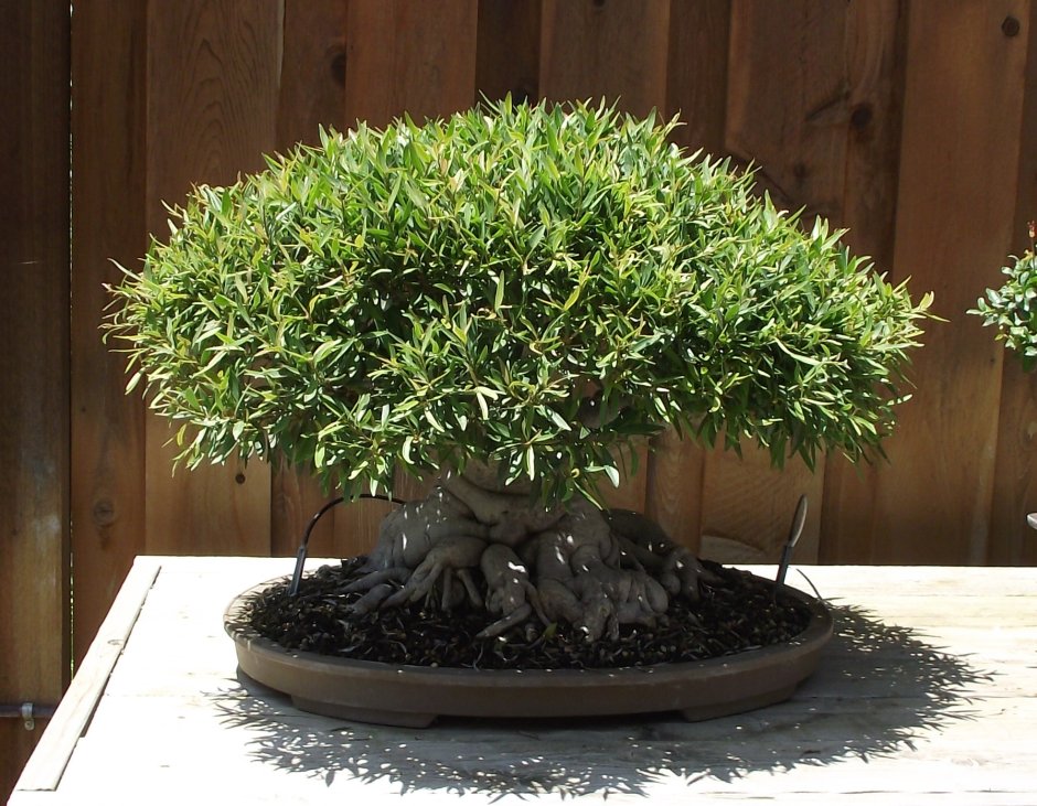 Ficus neriifolia Bonsai