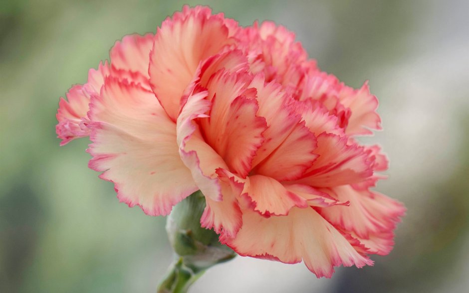 Гвоздика Carnation