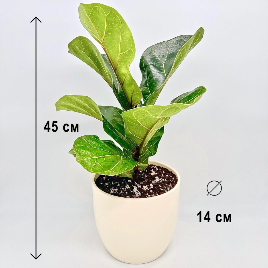 Фикус Fiddle Leaf Fig