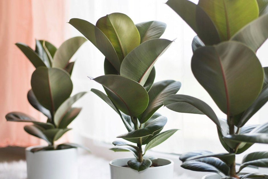 Фикус каучуконосный Ficus elastica