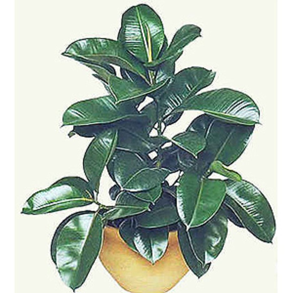 Растение houseplants d8 h35