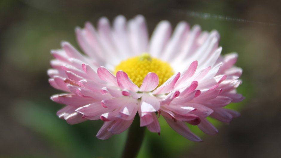 Маргаритка чашелистик цветка