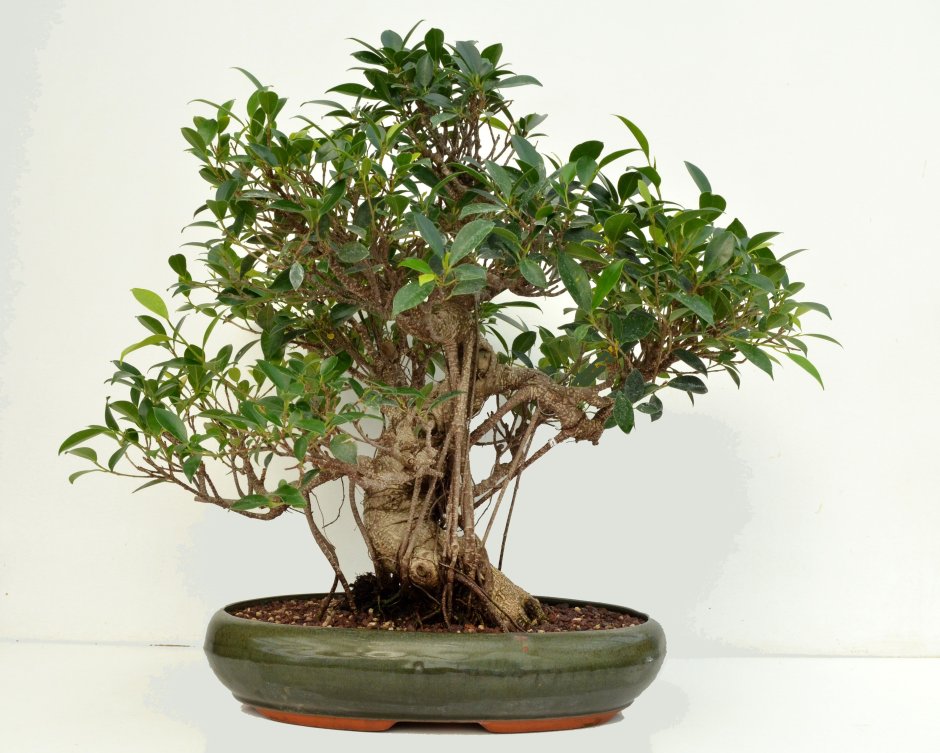 Ficus retusa.фикус ретуза