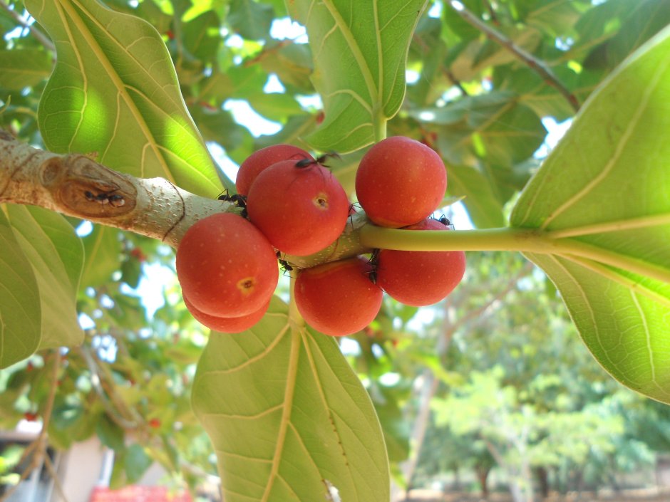 Фикус бенгальский плоды