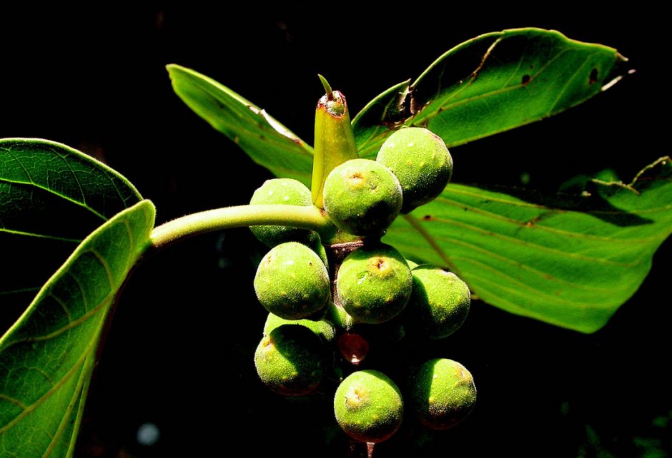 Ficus neriifolia в природе