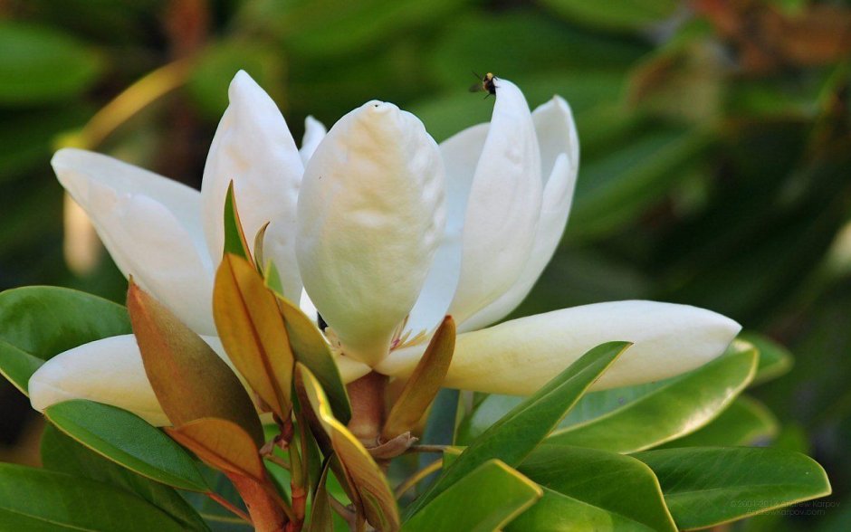 Фикус бенгальский цветение