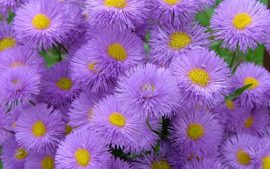 Хризантемы Ромашковые фиолетовые