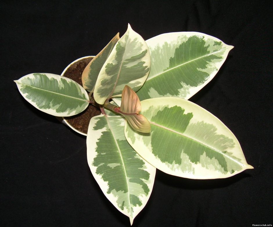 Ficus elastica Abidjan