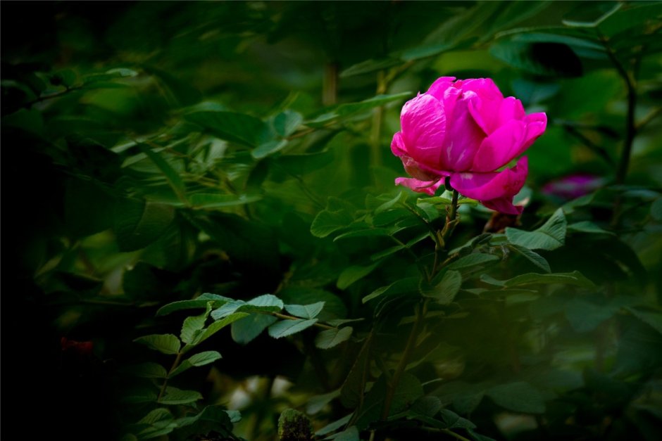 Розовые розы на зеленом фоне