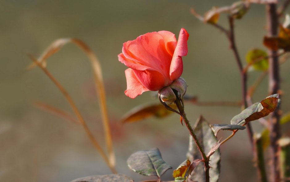 Фет Сентябрьская роза