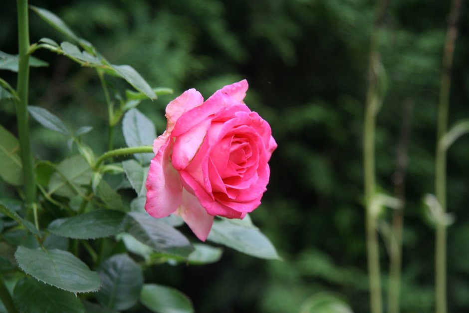 Черешковый роза