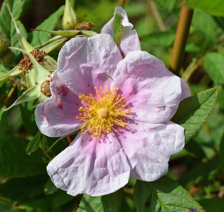 Роза Болотная (Rosa palustris).