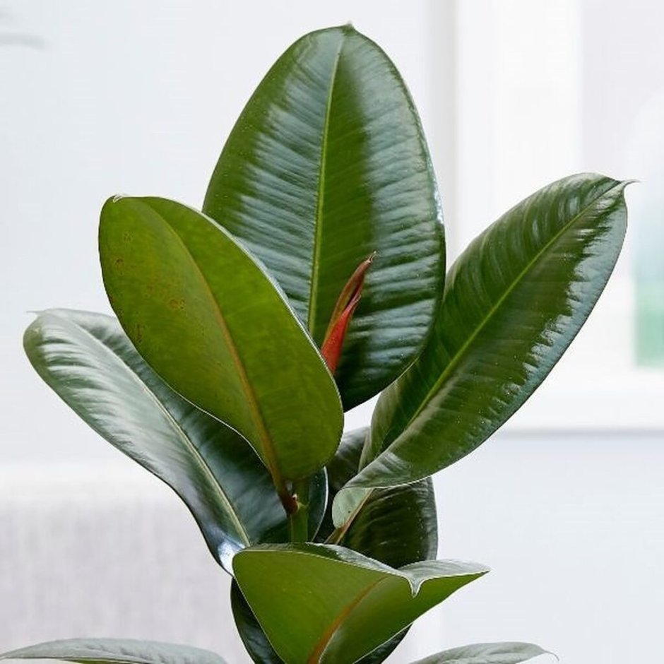 Ficus elastica Gummibaum