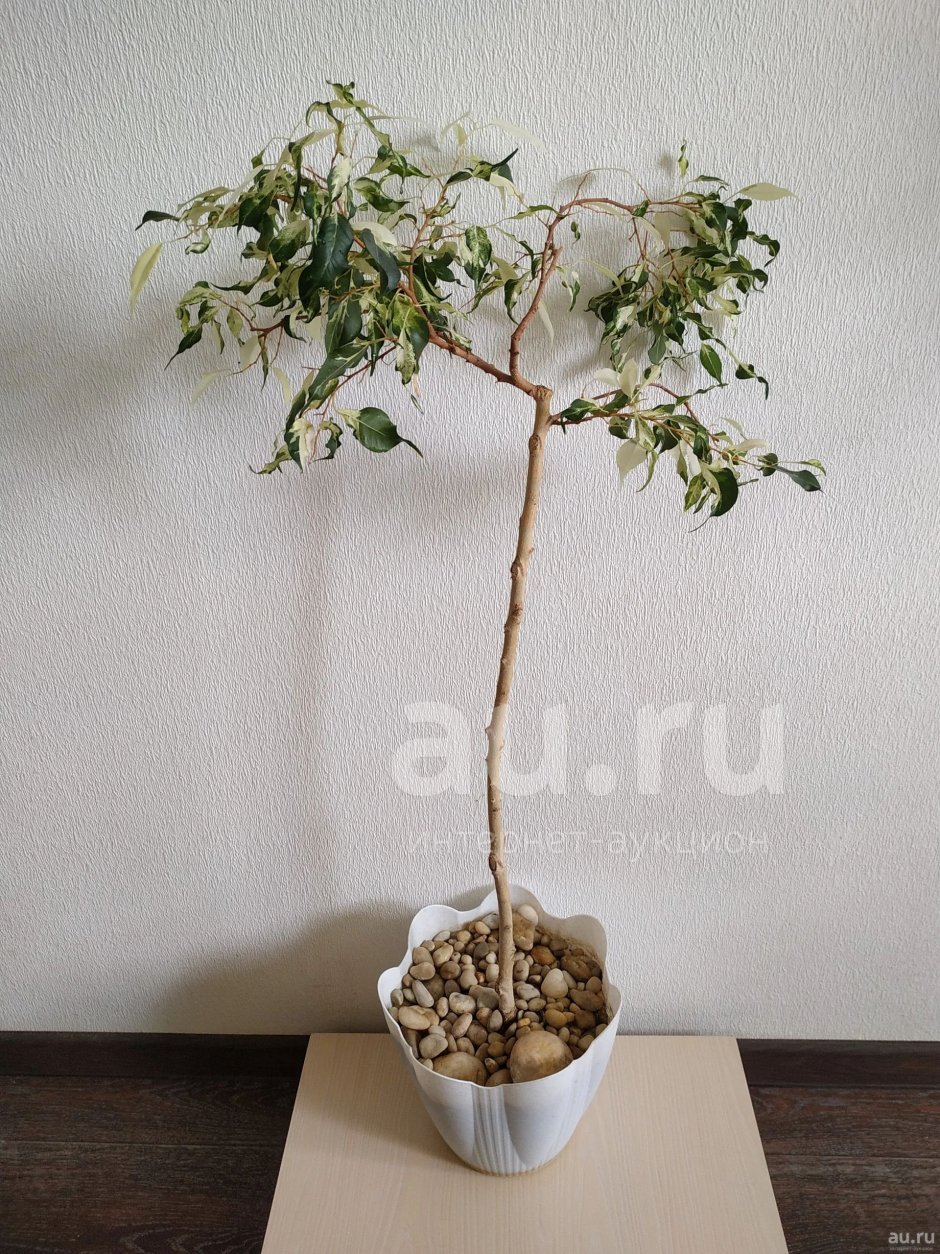 Керли Ficus curly