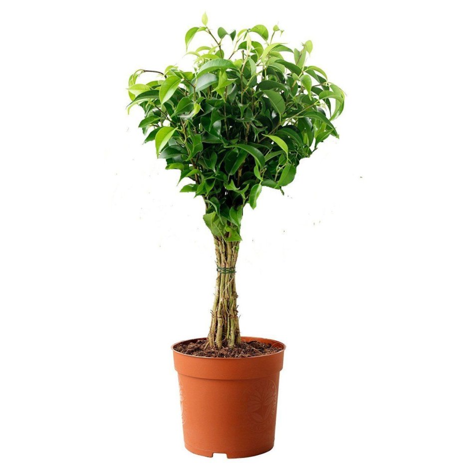 Ficus benjamina House Plant