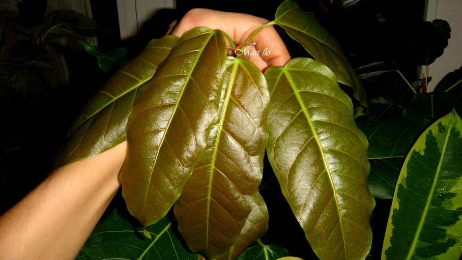 Ficus petiolaris (фикус)