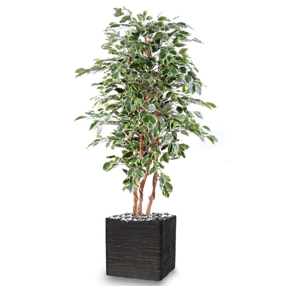 Фикус (Ficus) be Exotica Spiral ø40 h180