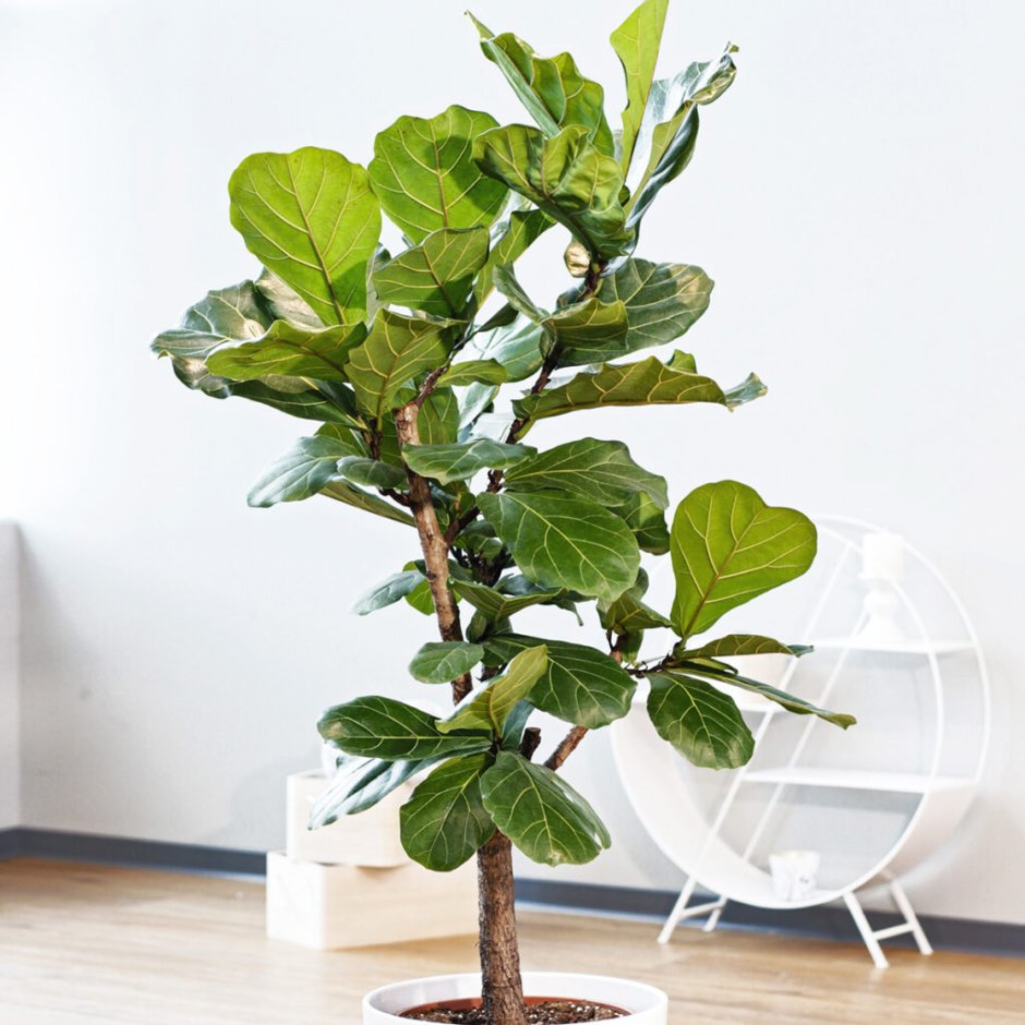 Ficus lyrata Tree