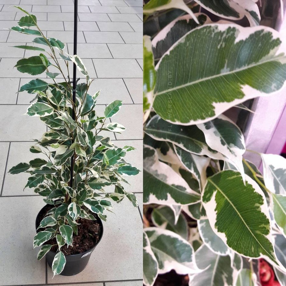 Ficus benghalensis Audrey