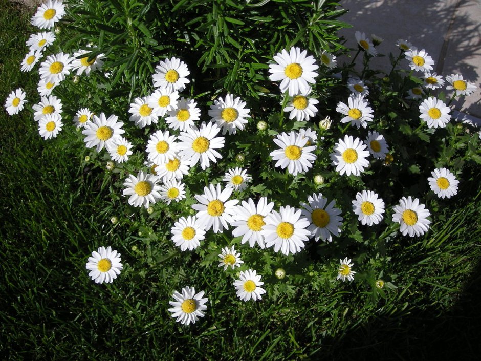 Пиретрум девичий (Tanacetum parthenium)