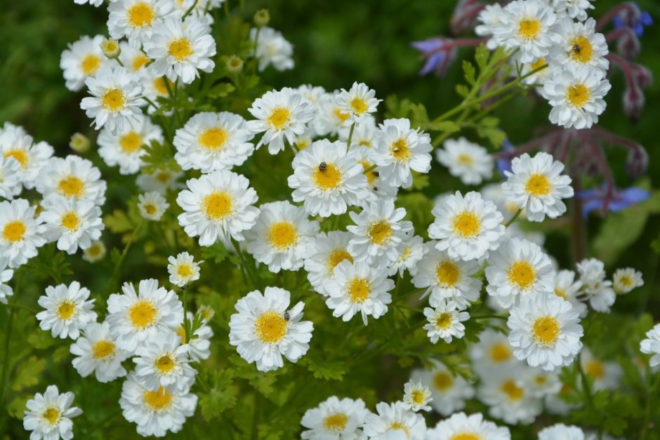 Ромашка (Anthemis Nobilis)