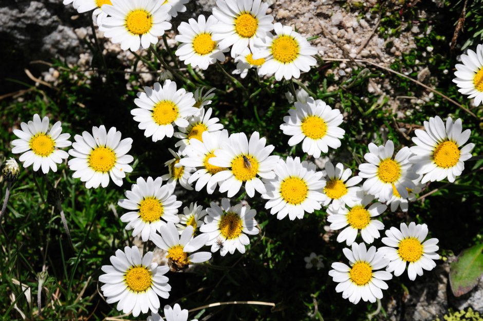 Chrysanthemum alpinum