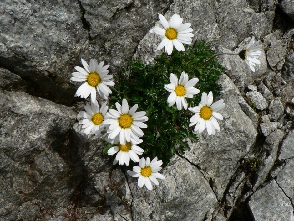 Leucanthemopsis Alpina