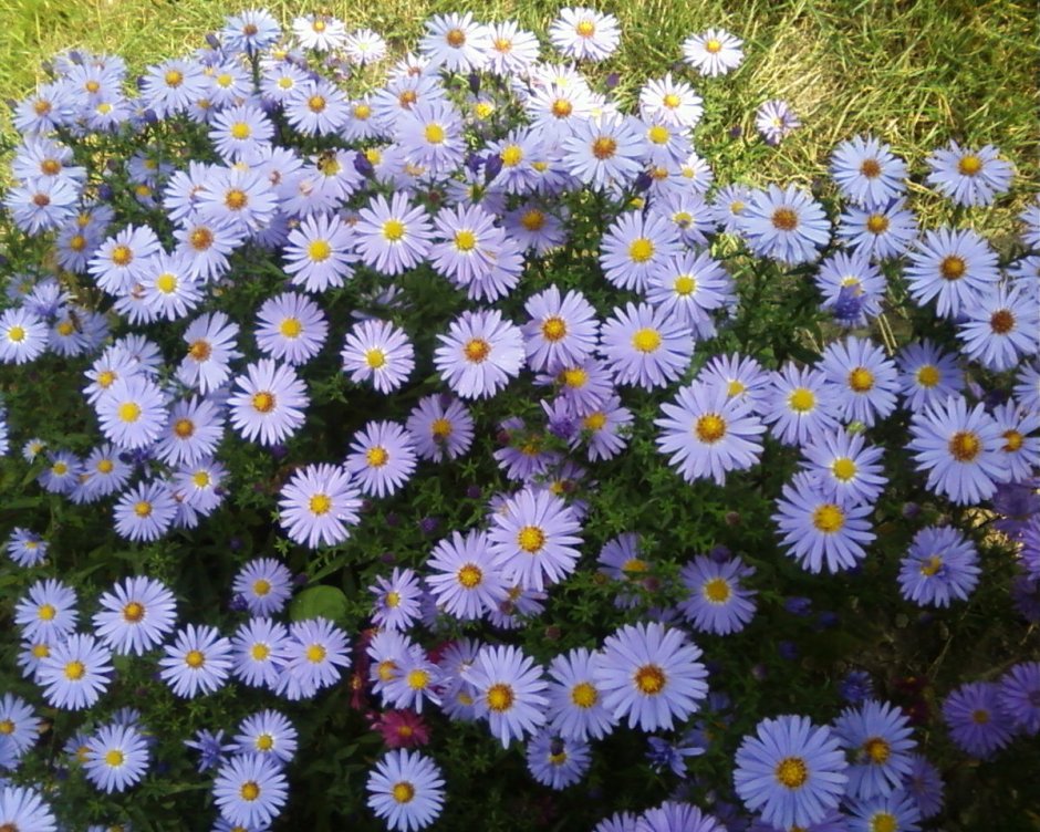 Астра Альпийская (Aster Alpinus)