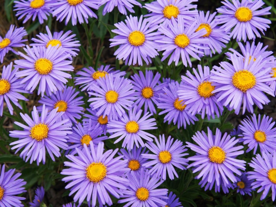 Астра Альпийская (Aster Alpinus)