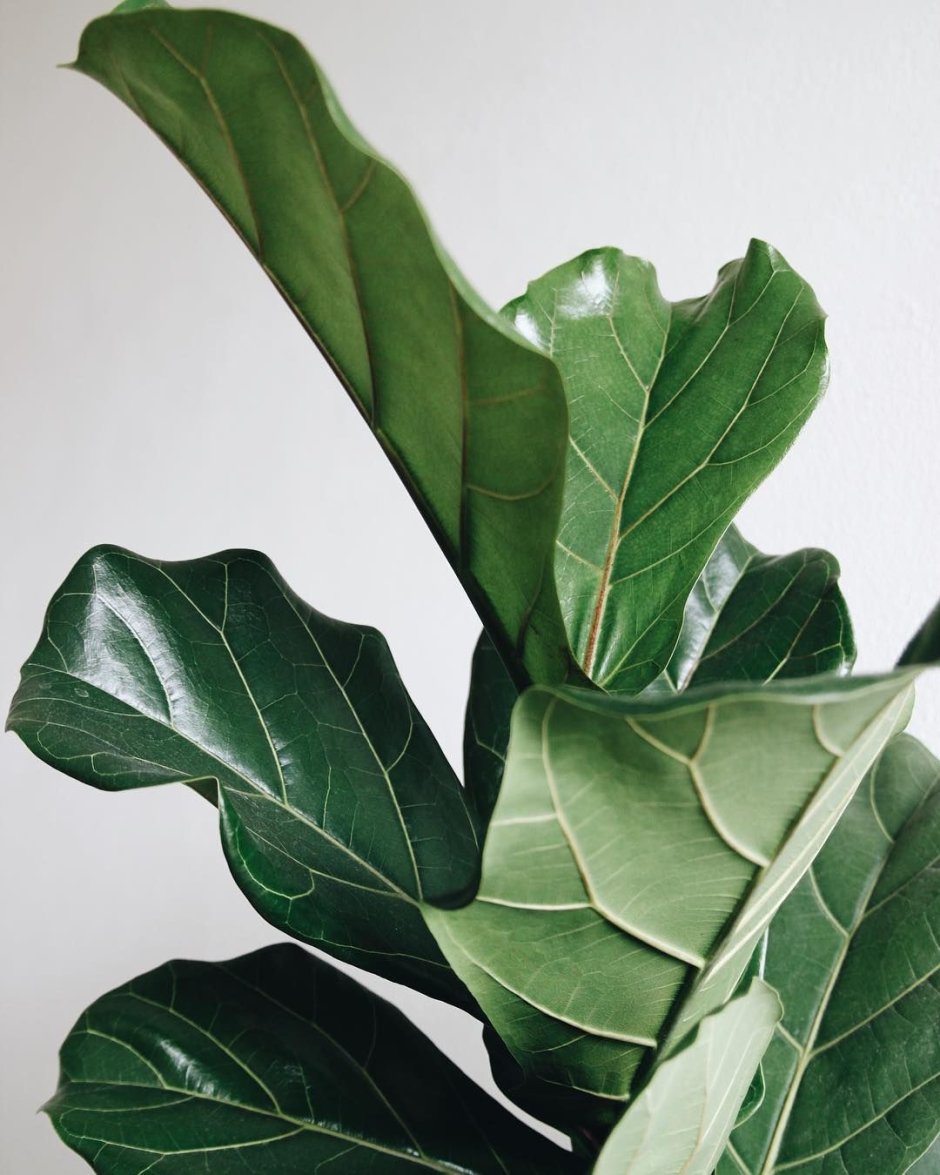 Rubber Plant (Ficus elastica)