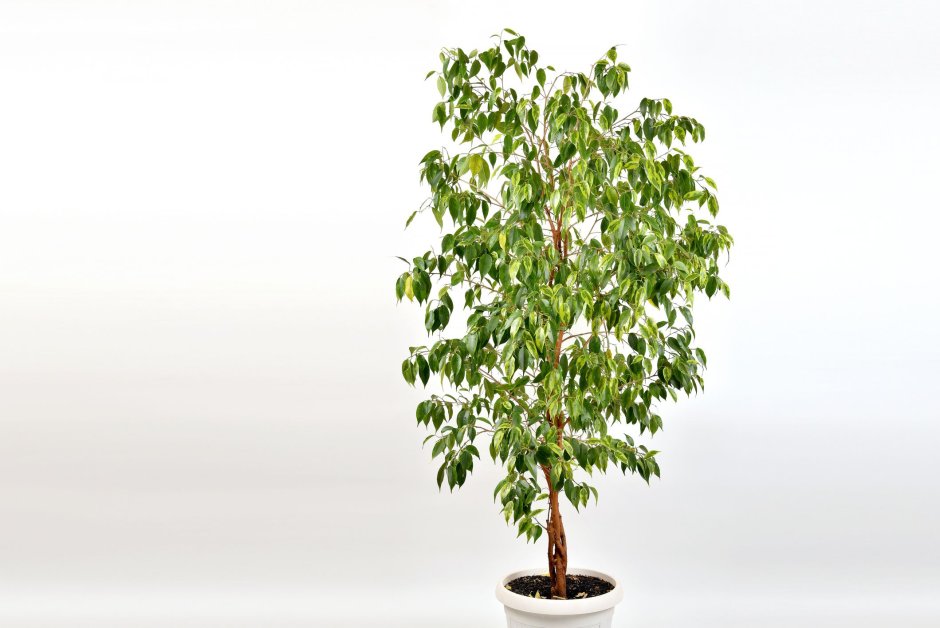 Ficus lyrata Tree