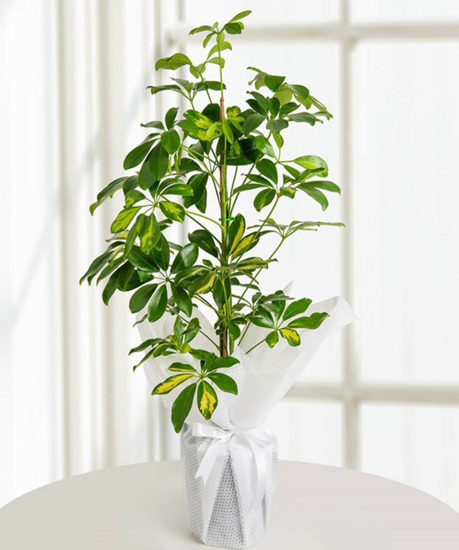 Schefflera Gold Capella