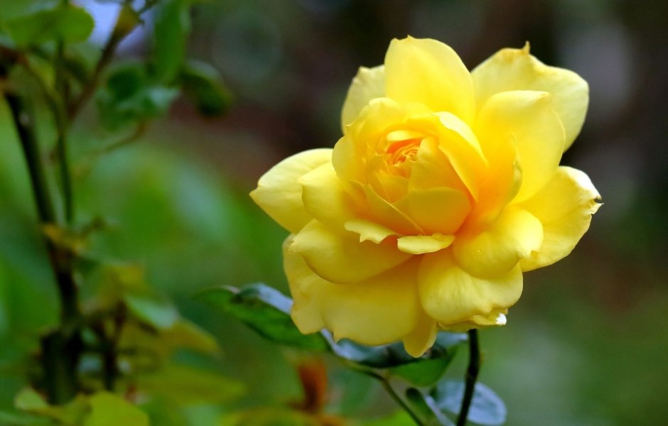 Капуцинская роза желтая