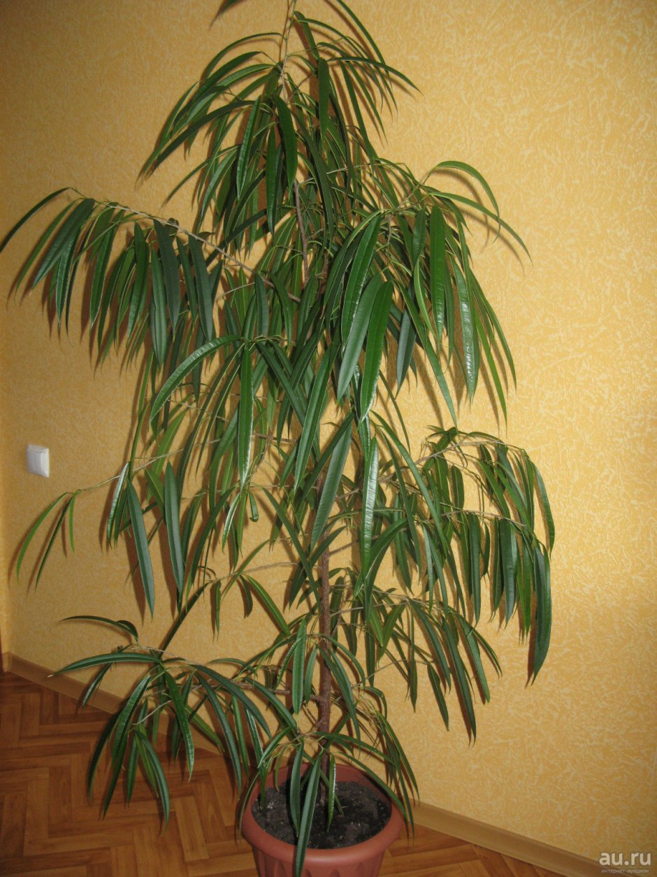 Растение фикус Али