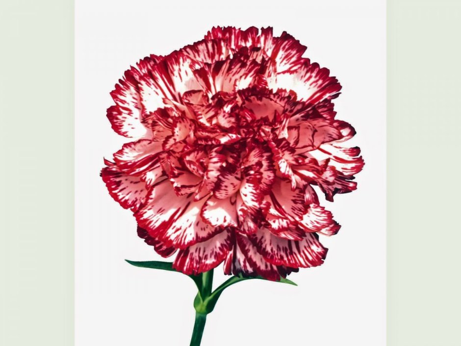 Гвоздика (Dianthus) шоугёрл