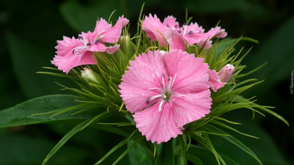 Гвоздика Menorca Pink