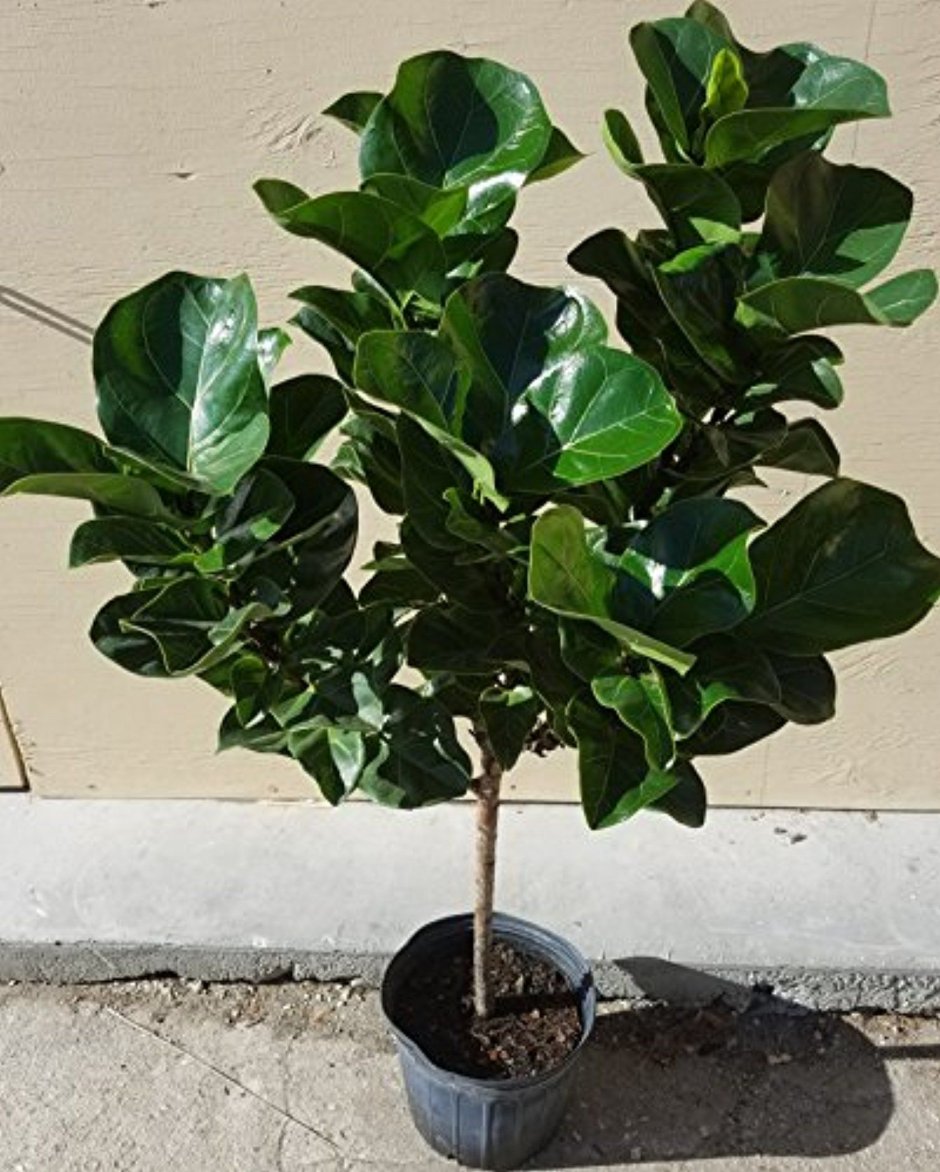 Фикус каучуконосный Ficus elastica