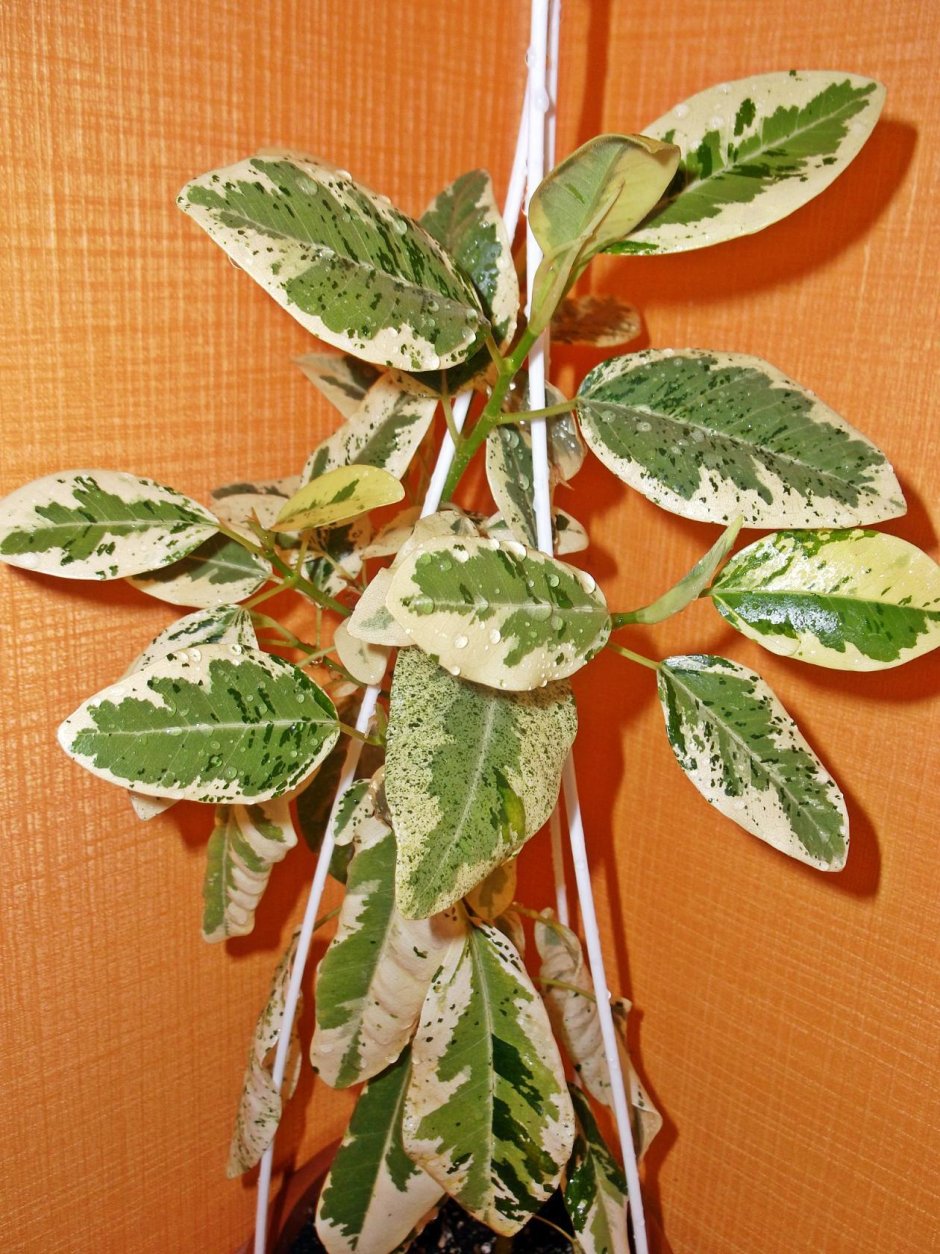 Фикус rubiginosa variegata