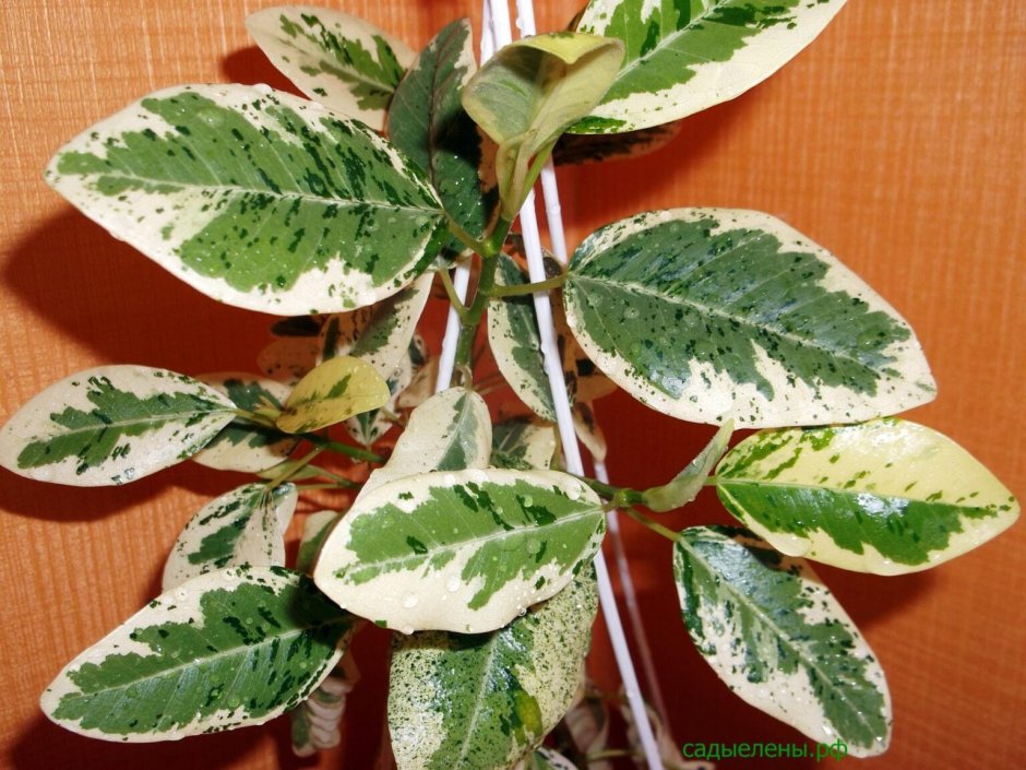 Фикус rubiginosa variegata