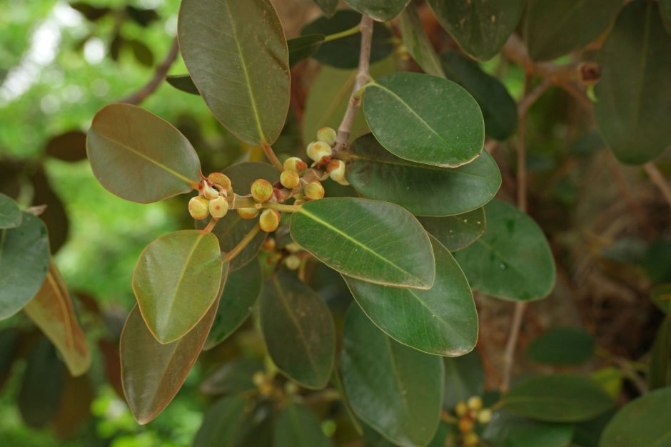 Фикус rubiginosa variegata