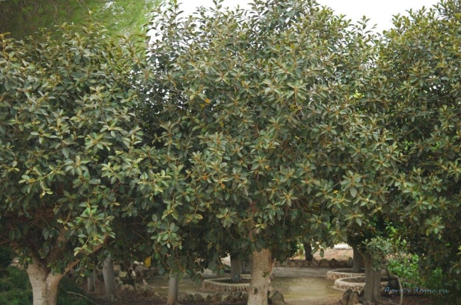 Фикус racemosa variegata