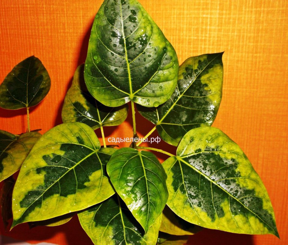 Ficus рубигиноза