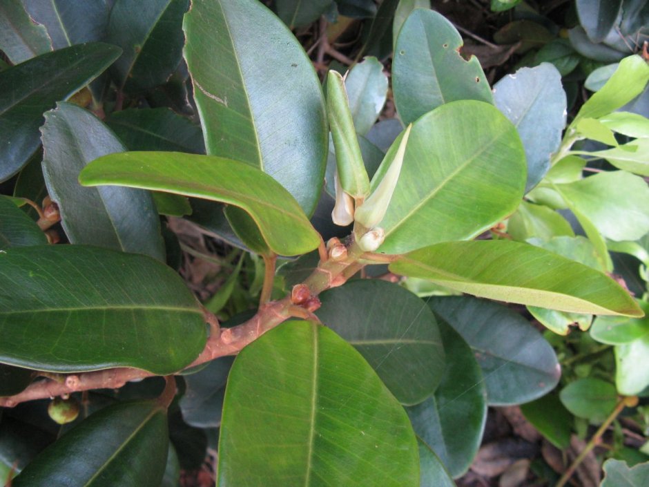 Ficus рубигиноза