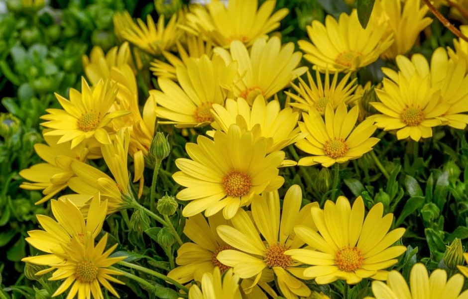 Цветок Ромашка желтая многолетник