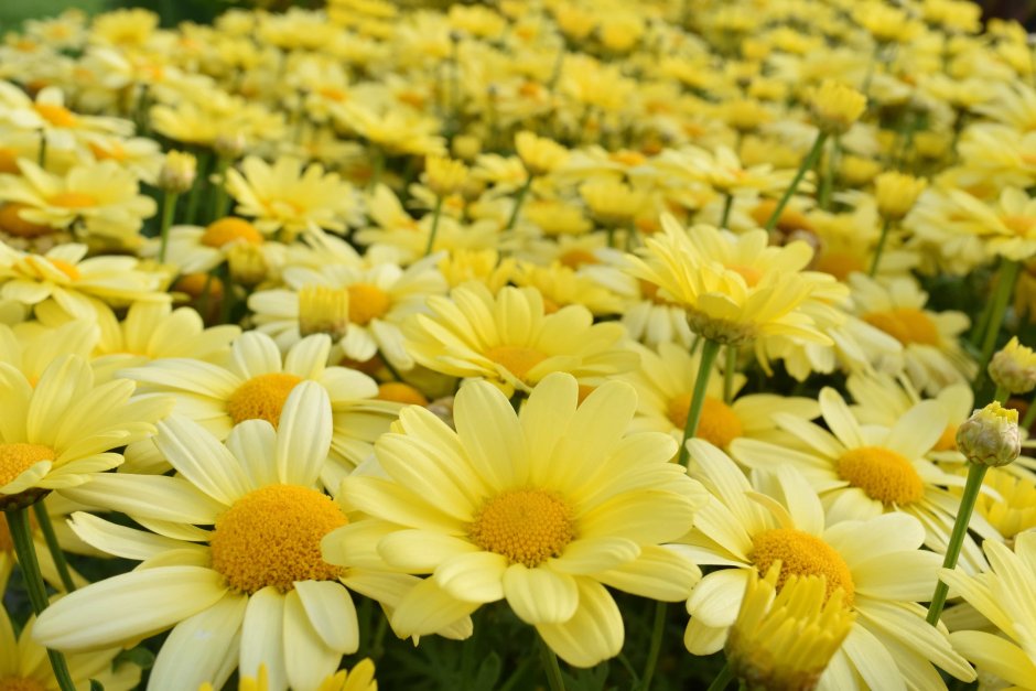 Желтая Маргаритка цветок