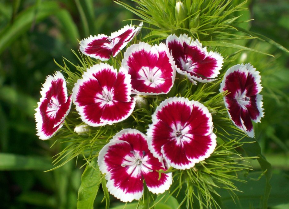 Гвоздика серовато-голубая (Dianthus gratianopolitanus