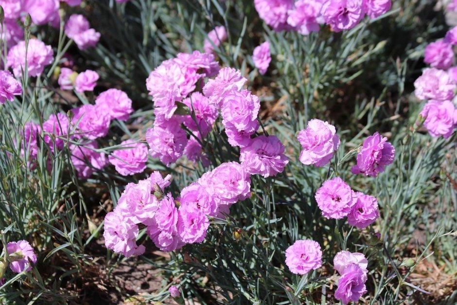 Гвоздика перистая (Dianthus plumarius &#96;Desmond&#96;)