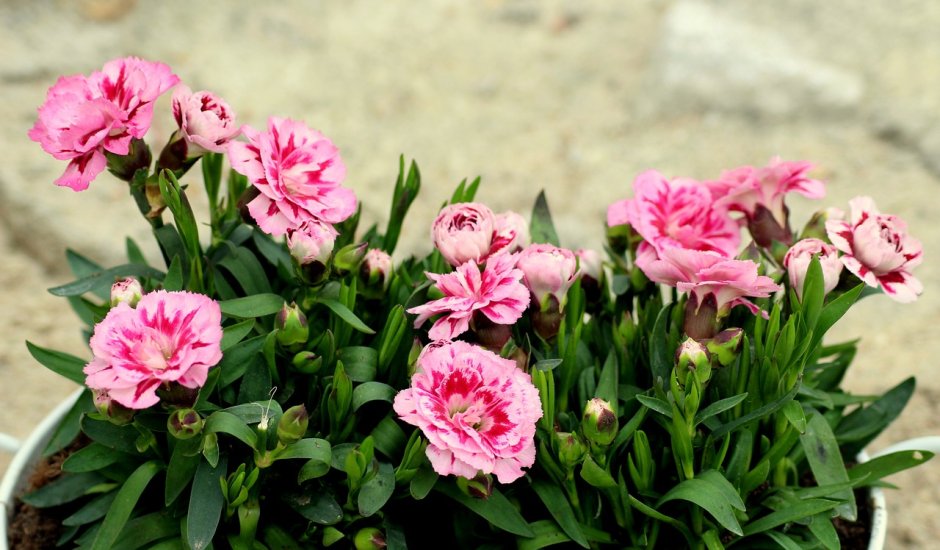 Садовая гвоздика (Dianthus caryophyllus)