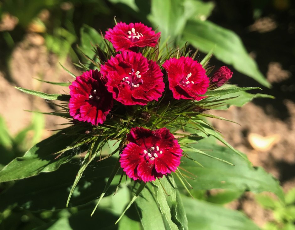 Dianthus Arabella Purple гвоздика