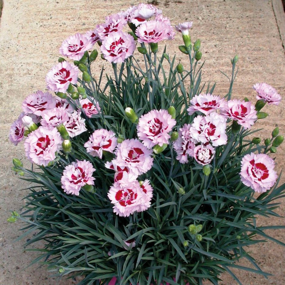 Садовая гвоздика (Dianthus caryophyllus)